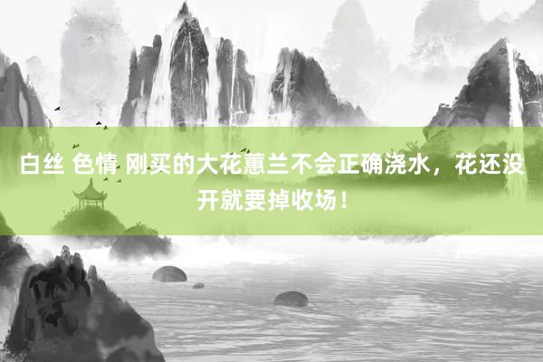 白丝 色情 刚买的大花蕙兰不会正确浇水，花还没开就要掉收场！